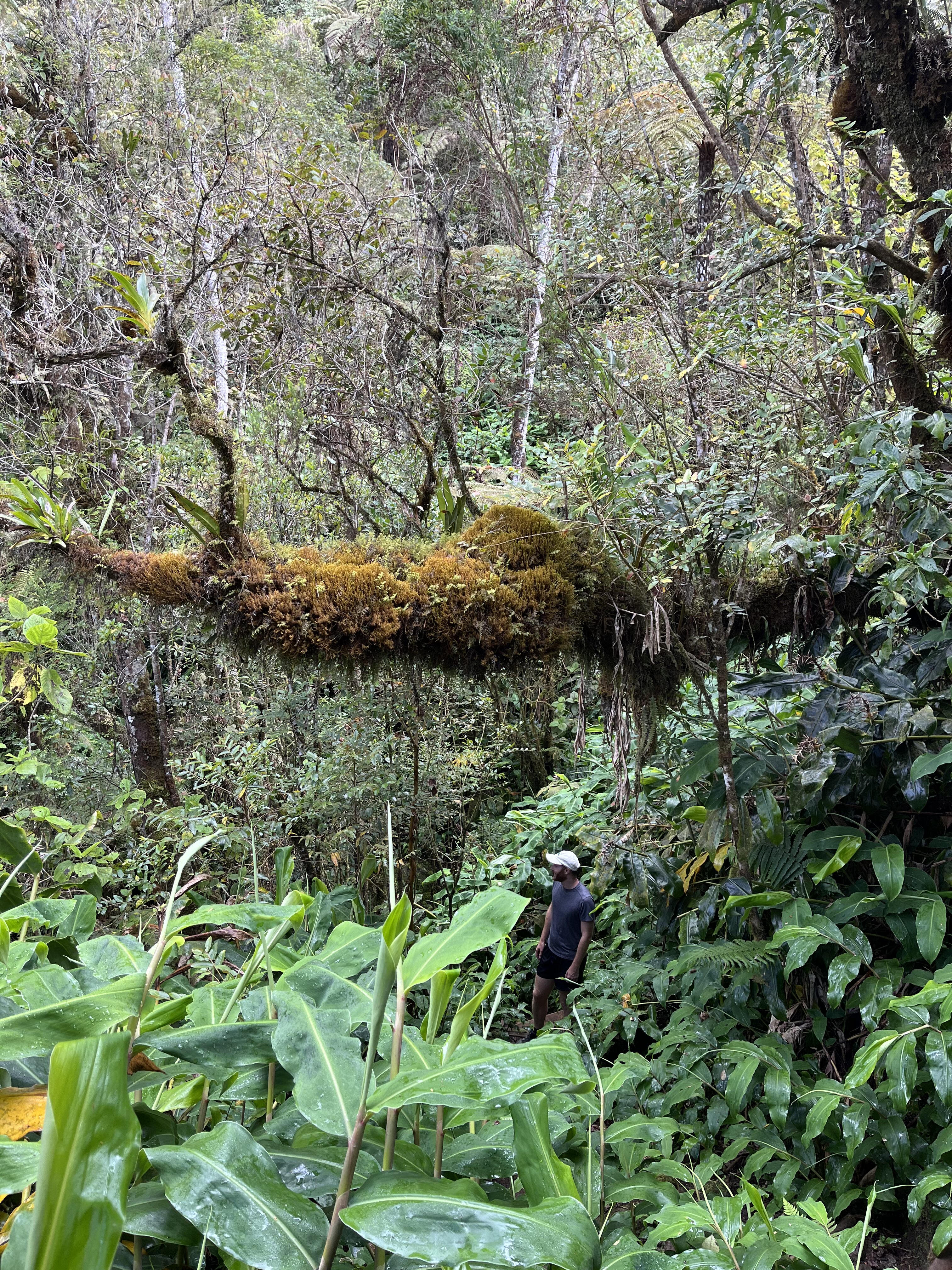 Forêt primaire de bélouve